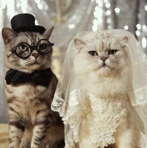 CASAL-DE-GATOS-CASAMENTO